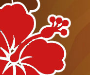 Chinese Hibiscus - The National Flower of Malaysia